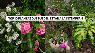 10 PLANTAS QUE RESISTEN TEMPORADAS de largas lluvias y altas temperaturas a la intemperie [upl. by Eentihw]