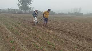 Kera and Pora Method of sowing seeds  Ancient and Traditional Method [upl. by Puri]