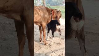 The goats are enjoying the best day of the year shorts short shorts। Cattle Farm 12oct e1 [upl. by Herve]