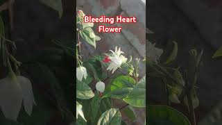 Bleeding Heart flower plant ghar pe lagaya trending viralvideo gardning youtubeshorts flowers [upl. by Atiuqahc]