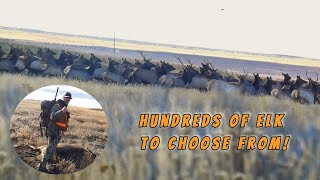 ELK HUNTING  Cow Elk Depredation Hunt  Hundreds to Choose From [upl. by Norrag366]