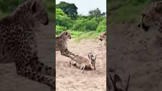 Leopards guard antelopes at close range  confusing animal behavior [upl. by Abih]