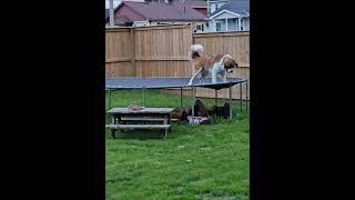 Girls Play With Dog on Trampoline  1509558 [upl. by Aicilet]