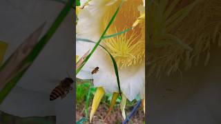 Honey Bee polination dragonfruitflowering dragonfruit pitaya farming gardening short trending [upl. by Lubet113]