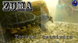 ZUMA tortue carnivore ǀ La tortue de Floride ǀ Documentaire animalier [upl. by Nylevol475]