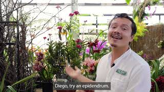 Eric Epidendrum reed stem orchid [upl. by Seldun]