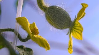 How To Hand Pollinate Your Watermelon and Cantaloupe Flowers [upl. by Nodyarg]