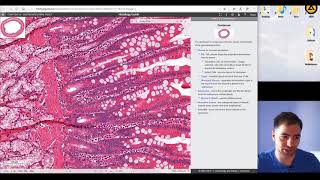 Histology of the Digestive system part 3 [upl. by Onavlis]