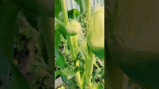 Corn shortvideo [upl. by Ilenay]