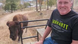 The Farm at Walnutcreek Come along with us Wagon Ride to feed the exotic animals vlog animals [upl. by Atnahc]