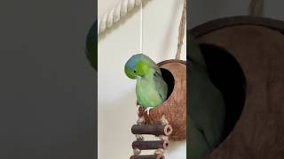 Jack Parrotlets 🦜birds parrotlet [upl. by Leirum]