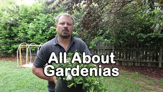 ALL ABOUT GARDENIAS  Details about different varieties and how to grow Gardenias [upl. by Cardon]