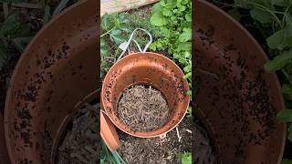 Inground Worm Composting in Garden Bed Easy Home Composting with earthworms [upl. by Ynattyrb417]