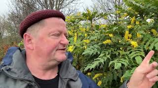 Edible mahonia flowers by Robin Harford [upl. by Otilia]