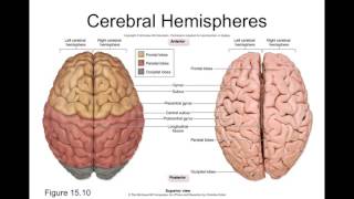 Chapter 15 Brain and Cranial Nerves Part2 [upl. by Belle]