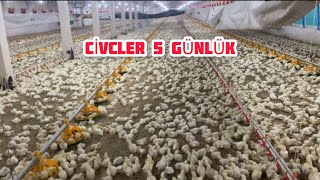 ETLİK TAVUK ÇİFTLİĞİ 5GÜN [upl. by Ball]