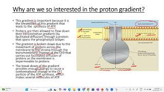 Chemiosmosis apbiology ibbiology plantphysiology photosynthesis class12th neetbiology [upl. by Odnumyer]