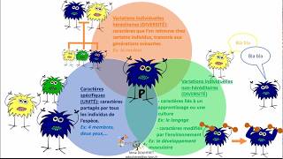 Les différents types de caractères phénotype [upl. by Lynus]