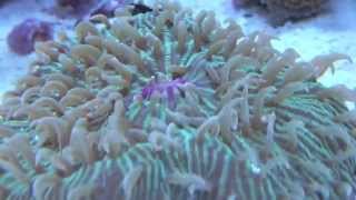 Plate Coral Feeding Time Lapse [upl. by Sherwood]