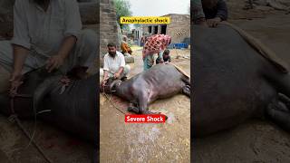 Anaphylactic shock Septicaemia  how vet saved buffalo near to death cow animals animalmedicine [upl. by Damek677]