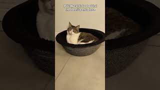 POV Cat finds the perfect cat bed [upl. by Yeclehc339]