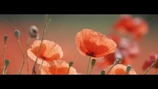 To Any Dead Officer By Siegfried Sassoon [upl. by Tutt935]