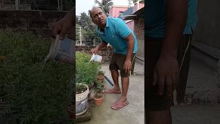 ame to kaudi bala youtubeshorts funny shortsvideo trending viralvideo [upl. by Rakel740]