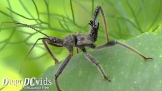 Assassin bug species Reduviidae Assassino bug [upl. by Aneeb]