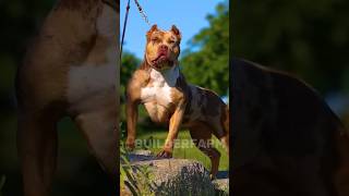 5 Most Dangerous DogsFIRWorthy Canines You Should Know 😧 shorts trending viral pitbull [upl. by Bromleigh119]