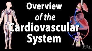 Cardiovascular System Overview Animation [upl. by Zippora]