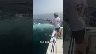 戶外釣魚：漁民使用縫針的方式掛餌在大海中釣獲藍鰭金槍魚！ 海釣 船釣 原來釣魚才是抖音運動頂流 [upl. by Eimarrej]