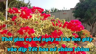 Thời gian xả tàn cho hoa giấy vào dịp Tết hoa nở chùm chùm [upl. by Ardnohsed]