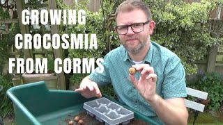 Planting Crocosmia Corms  Planting Crocosmia Lucifer Bulbs  How to Plant Crocosmias Montbretia [upl. by Suanne]