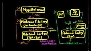 Schneid Guide to Adrenal Cortex Feedback Problems [upl. by Corydon]