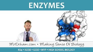 Enzymes  GCSE Biology 91 [upl. by Nnov]