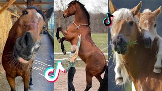 The Cutest HORSES  Equestrian TikTok Compilation 48 [upl. by Eleik]