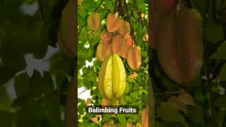 Balimbing Fruits shorts fruits balimbing viral trending [upl. by Nithsa]