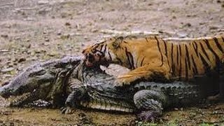 tiger attacking crocodile  Tiger kills Croccodile [upl. by Victory]