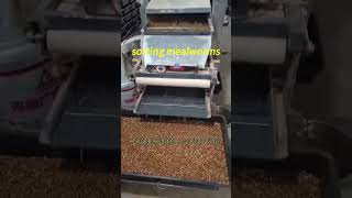 Mealworm larvae separator machine runs well in Australian farms mealwormfarm [upl. by Vanthe]