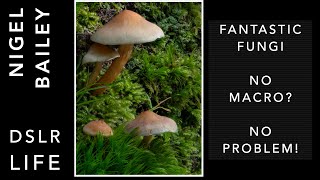 Can you photograph fungi without macro lens [upl. by Sissie]