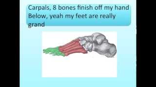 Hands and Feet Bones Song [upl. by Guillaume]