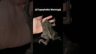 The Pipa Pipa Toad⁉️ trypophobia phobia scary reptiles frog toad toads [upl. by Laon587]