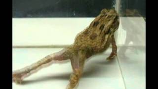 Strychine Poisoning in Toads [upl. by Ralyt]