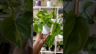 Philodendron Brasil Propagation  Propagate Philodendron From Cuttings shorts viral plants [upl. by Elma315]