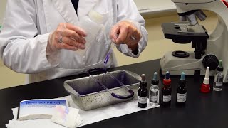 How to Perform a Gram Stain  MCCC Microbiology [upl. by Ennirac]