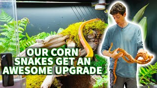 How to set up a corn snake bioactive habitat Nagini amp Fierce get a major upgrade [upl. by Alihet]