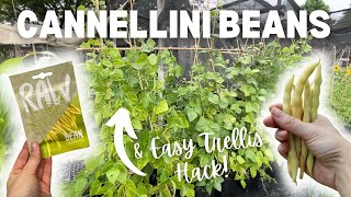 Cool Beans How to Grow Cannellini Beans from Seed to Harvest [upl. by Mordy886]