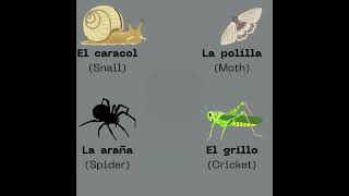 Insectos learnspanish aprenderespañol insectos vocabulary [upl. by Oirrad960]