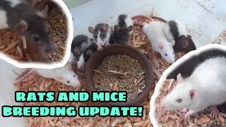 Rats and Mice Breeding Philippines [upl. by Yde614]