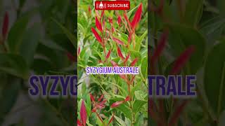 Syzygium australesyzygium australe plantRinkutimevlogshortshortsviralflower [upl. by Camellia]